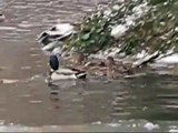 Relax, Animales y Sonidos de la Naturaleza en Paris, Desfile de Patos