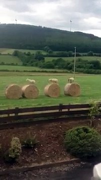 SAUTE MOUTON PAR DES...MOUTONS