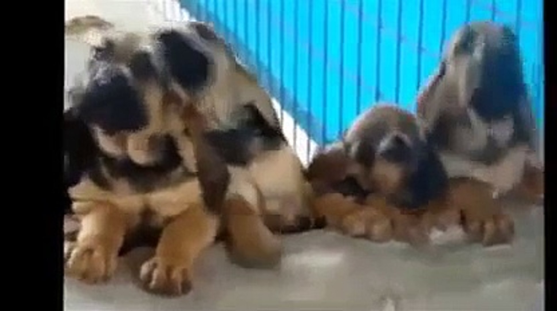 Funny dog   Funny Animal   funny dog videos   funny dog vines, dog 9