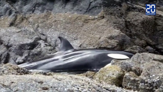 Orque échouée sauvée par des passants