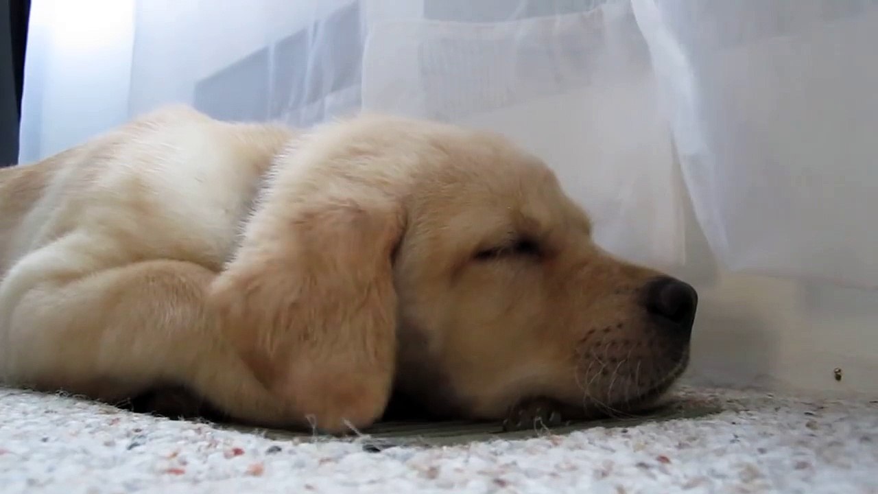 Un chiot s'endort sur le sol. Et quelques secondes plus tard, je suis tout simplement mort de rire !