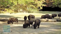 Genetically Pure Bison Born Via Embryo Transfer at the Bronx Zoo