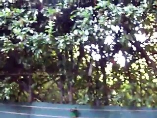 Pastor electrico para gatos