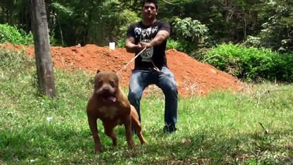 AMERICAN PITBULL TERRIER