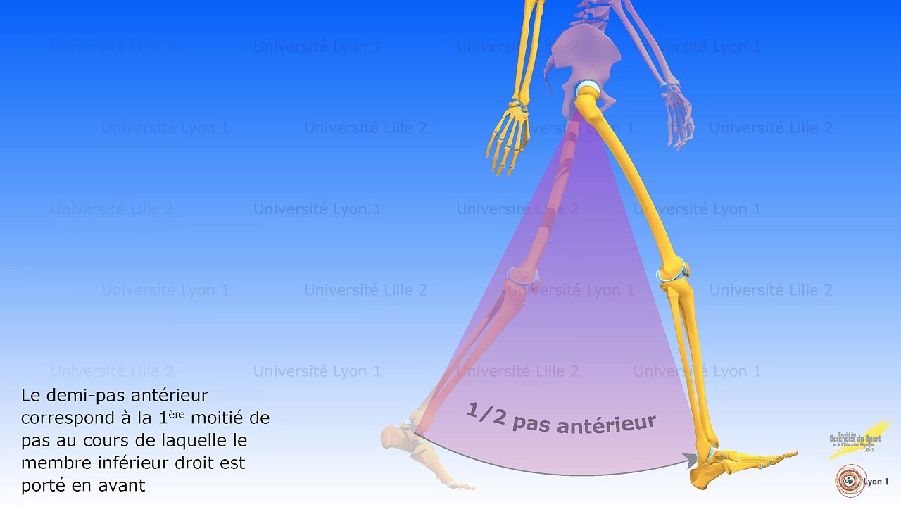 Biomécanique de la marche