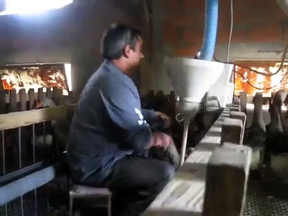 Foie gras: the gavage (force-feeding) of a goose.