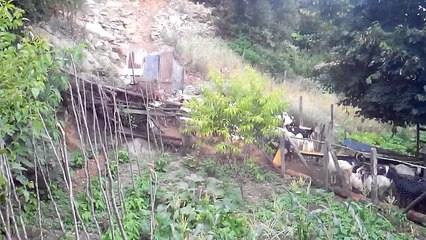 bafra kestane köyü yaylalar