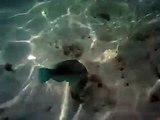 Tropical Fish in Guardalavaca, Cuba - Damselfish/Parrot Fish