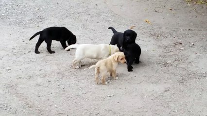 Chiots Fossette X Hamilton 2015 - 9