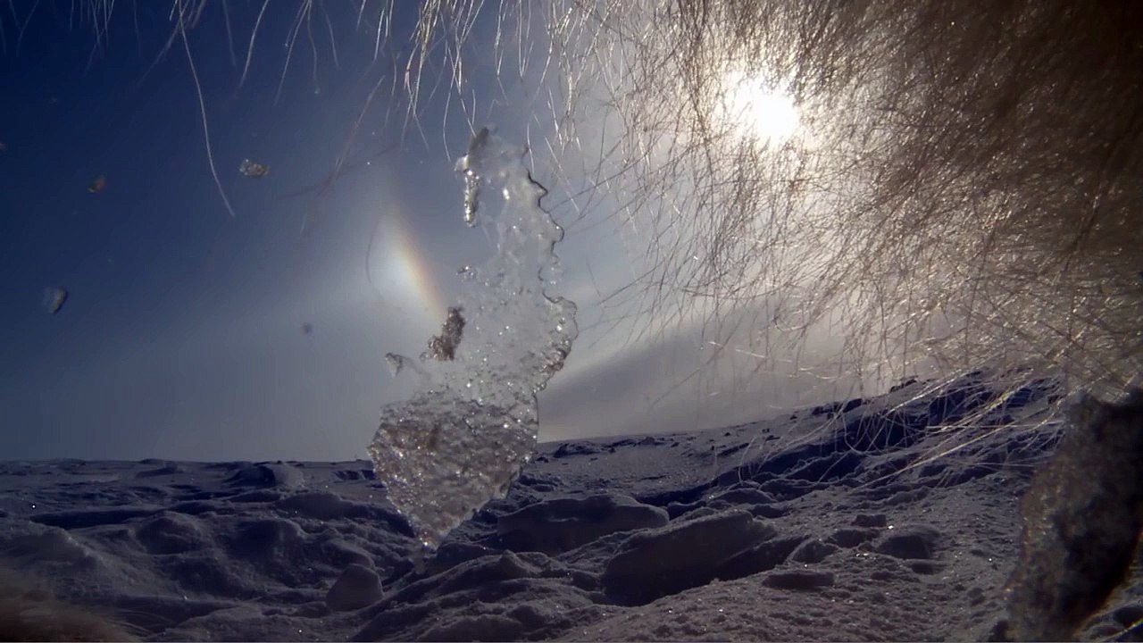 Une maman ours filme les premiers pas de son bébé