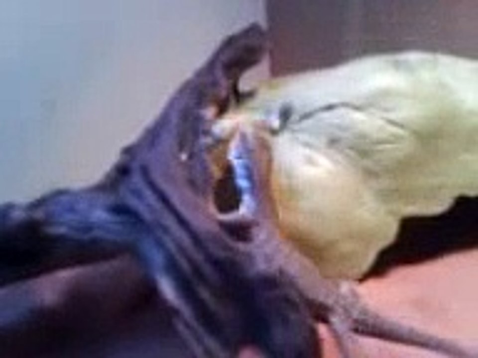 cory takes on giant locust