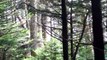 Bosque y Caminito, Parque Estatal Monte Mitchell, Carolina del Norte Estados Unidos USA