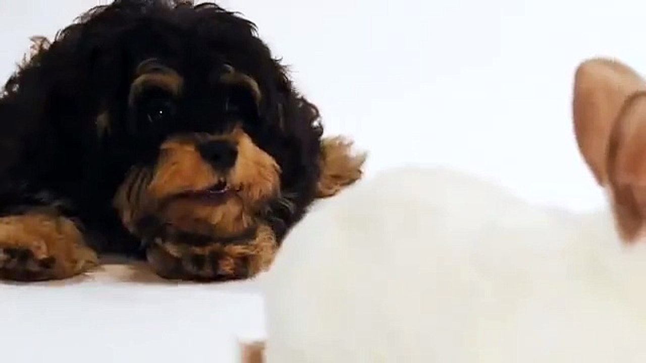 Cute Animals!