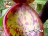 食虫植物のメドレー　The medley of an insectivorous plant