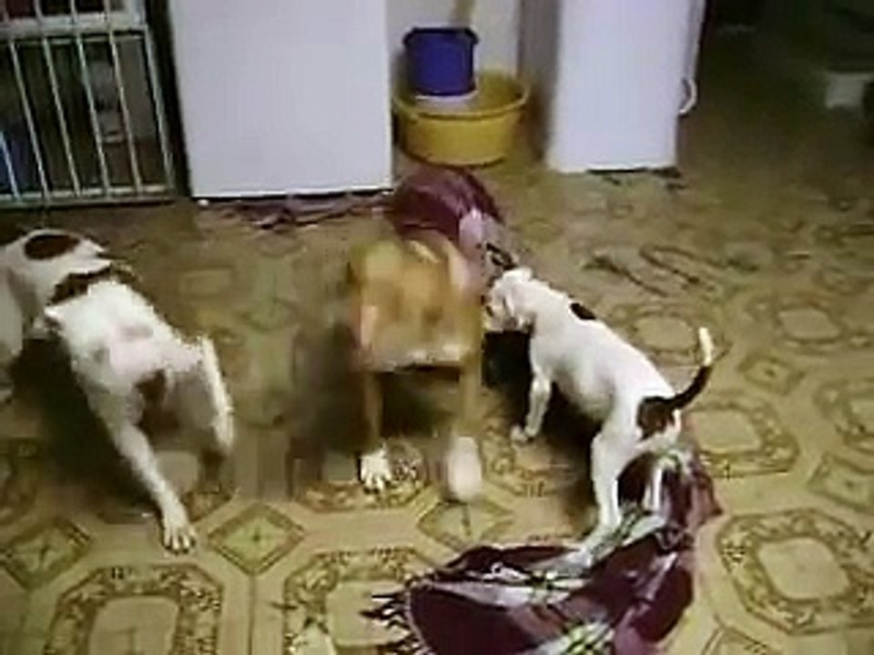 Briga entre 3 Pit bulls...huashuashuashuas