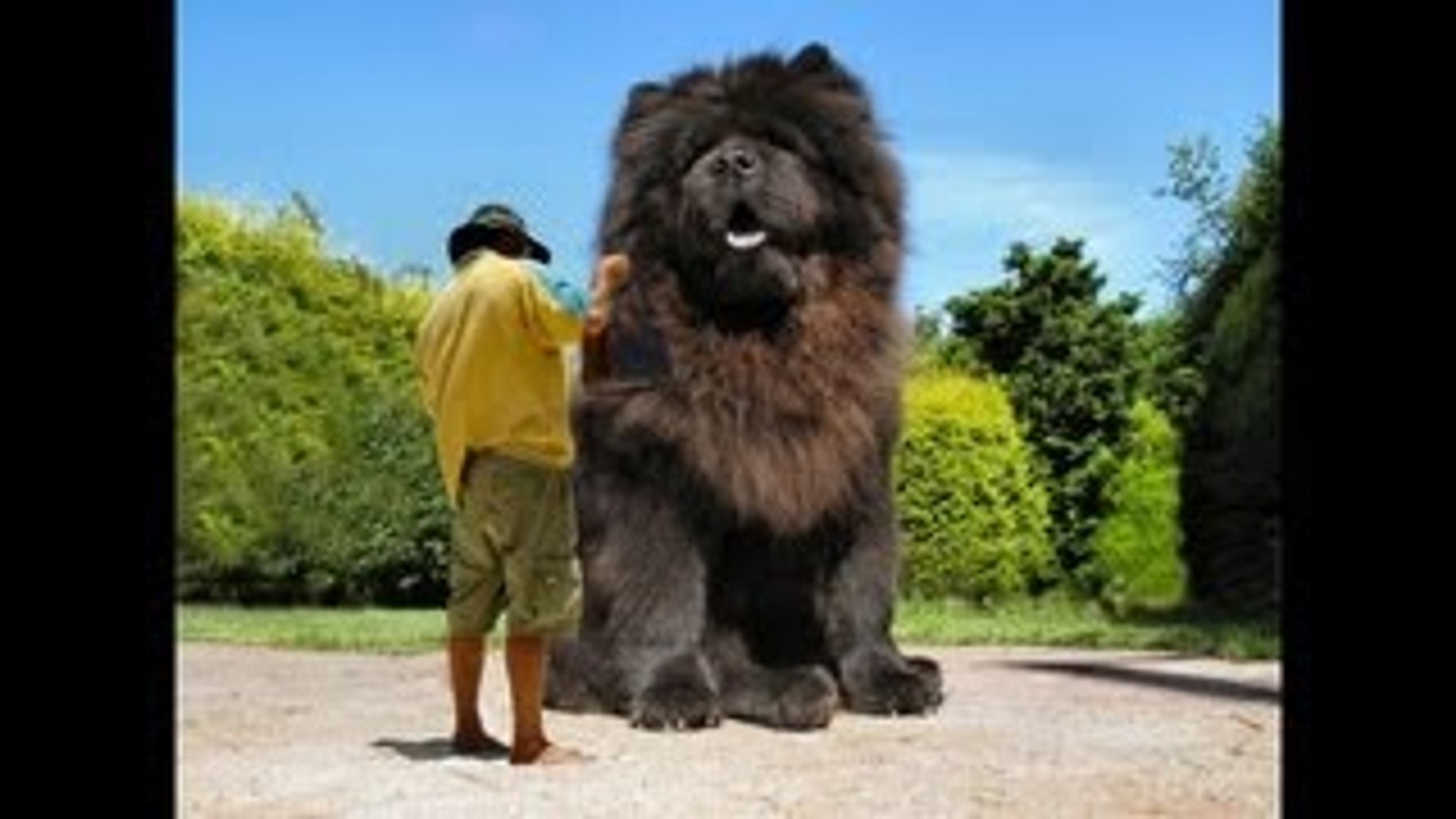 The biggest dog in the world ever! 2015 - video dailymotion