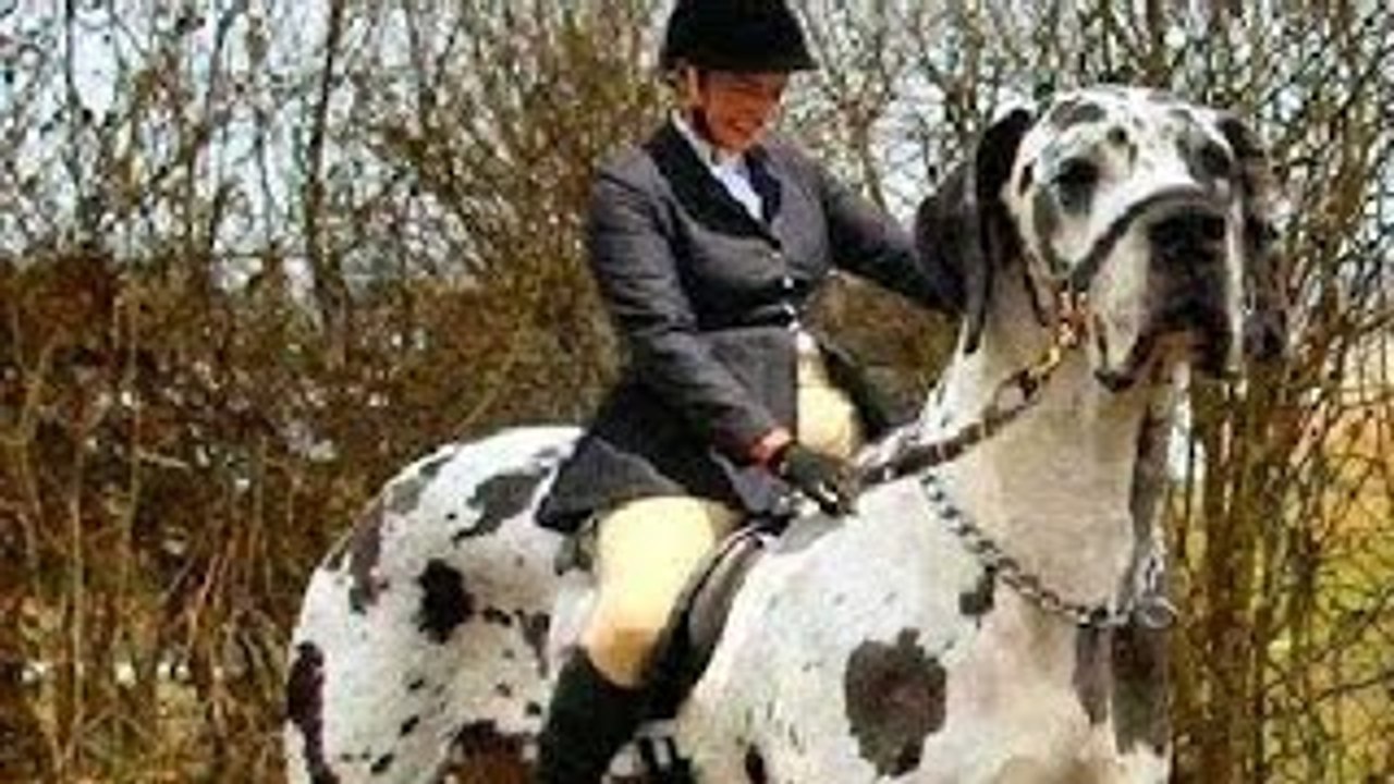 Biggest Dog In The World ? Huge As A Horse 2015 ! Best Guard Dogs