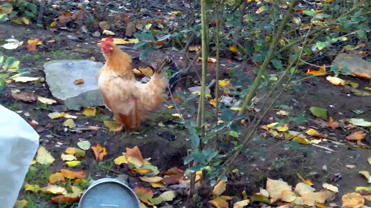 Poule qui chante comme un coq : Scarlett notre poule Chabo
