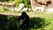 Zoo: Western Lowland Gorilla