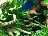Sids and more sids (Dwarf or Chain loach)