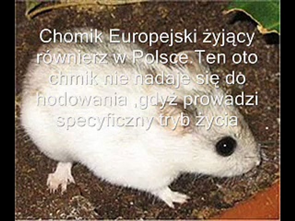 Jak chodować chomiki