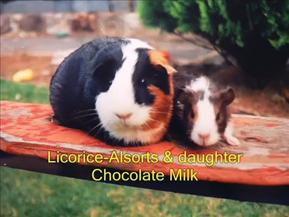 Guinea-Pigs Galore