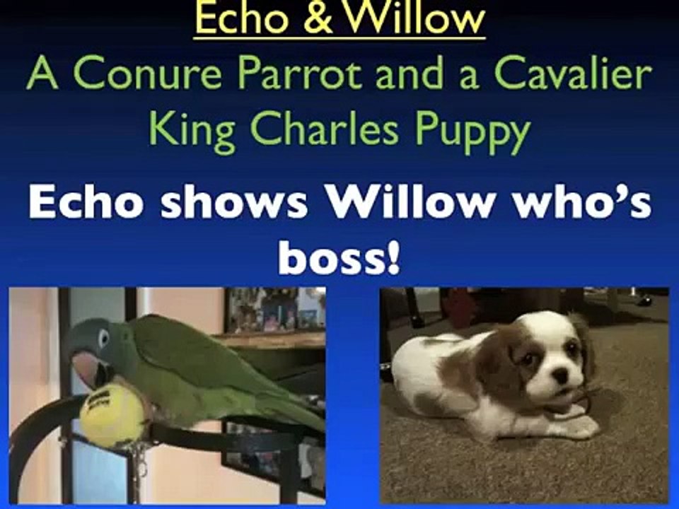 Montaz & Naomi Conure Parrot Echo shows Cavalier puppy dog Willow who's boss - really funny