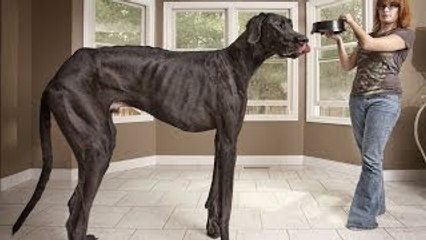 The Biggest Dog In The World 2015 German Dog / Dog Zeus