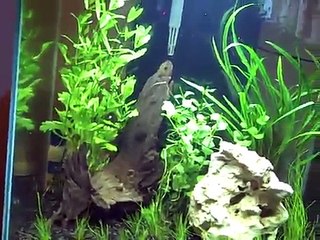 Wriggly Wormy Worms and My Snail Army