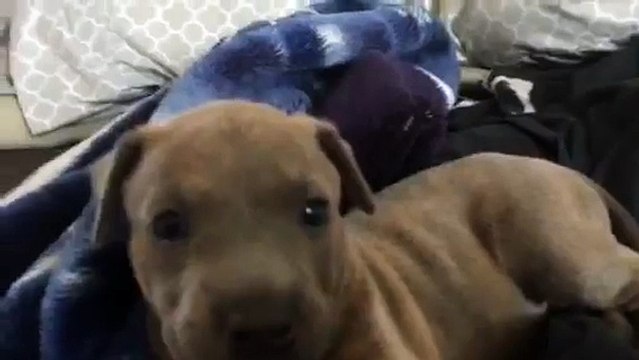 Ce chiot qui hurle est juste trop mignon