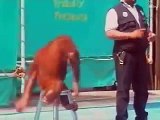 Orangutan does magic tricks and it's hilarious