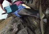 Killer Whale Strands Itself on Rocks in British Columbia
