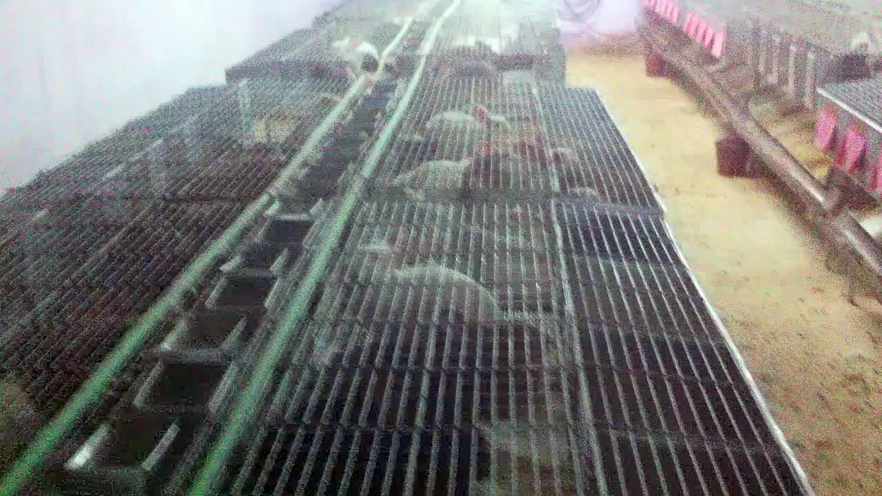 Unité Matérnité d'elevage lapins - Cuniculture Maroc - Cages pour élevage lapins