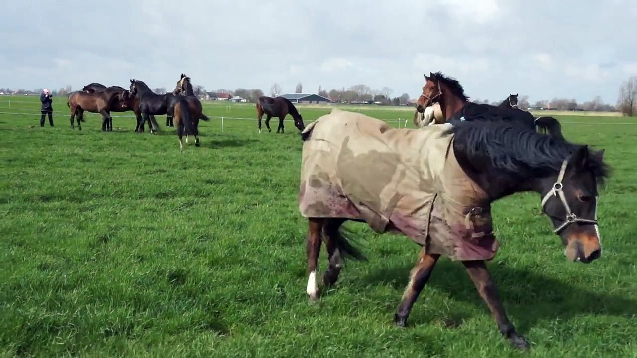 Stal Langelaan het land is weer open! Paarden weer buiten!