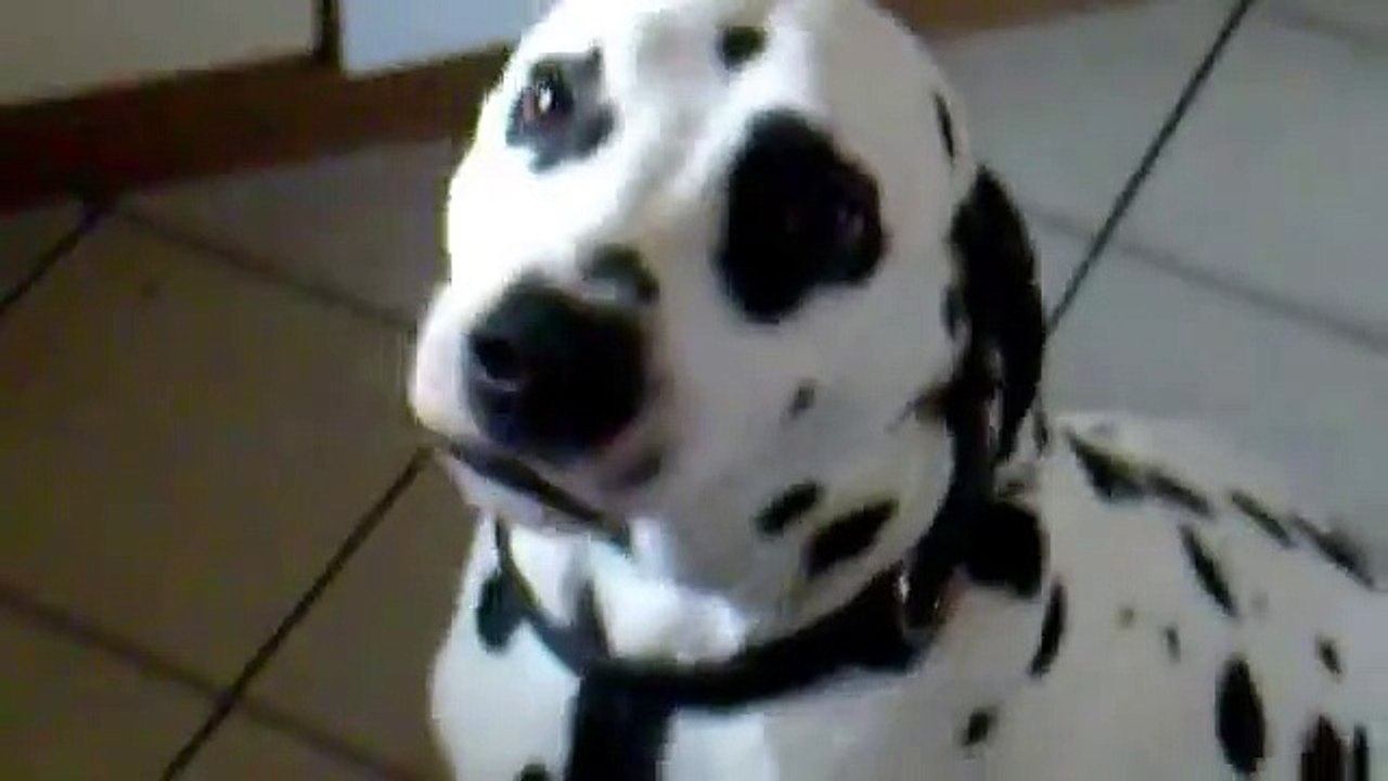 Grinse Jolly , lachender Hund, Dalmatiner