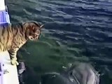 Funny video Cat and Dolphins hug Coccole tra gatto e delfini