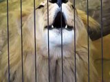 Male lion roaring while female watches at Lincoln Park Zoo, Chicago