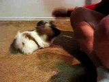 Shih Tzu Puppy Bella 11 weeks old doing tricks!