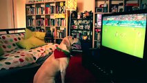 Probably the biggest 4-legged fan of the portuguese national team, reacts to Varela's last-minute goal against USA.
