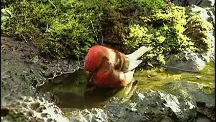 Cementerio Comarcal Roques Blanques. Un cementerio lleno de vida