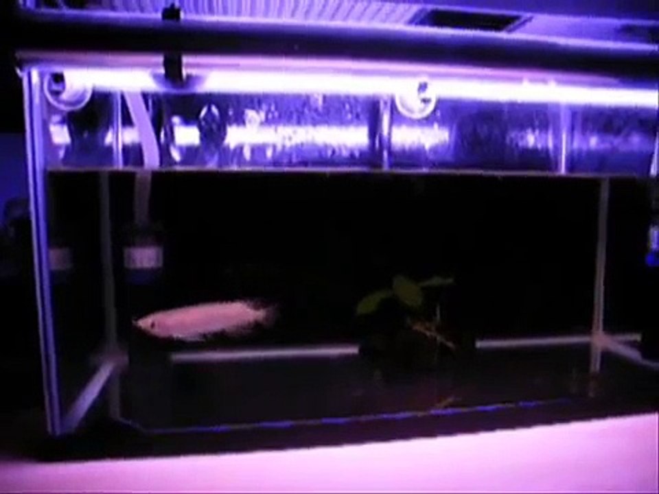 Juvenile Banjar Red Arowana