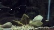 55 Gallon Aquarium - Freshwater Stingrays