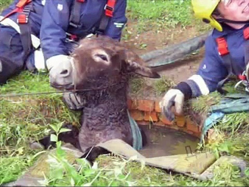 Ultimate Animal Fails Animals Making Stupid Mistakes