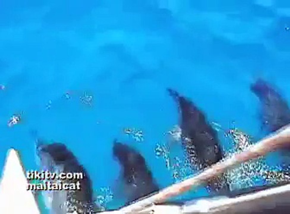 TikiTV takes you Sailing with the Dolphins at Waikiki
