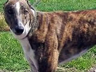 Let an UNWANTED GREYHOUND into your HEART