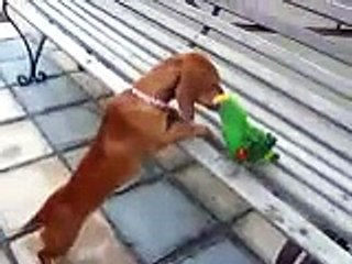 Mini Daschund & Jardine Parrot Playing