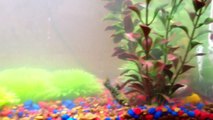 Molly Tank Update- Fry! Baby Fish!