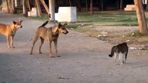 Cat Defends its Friend From Dogs