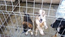 PS Bacau puppy 2