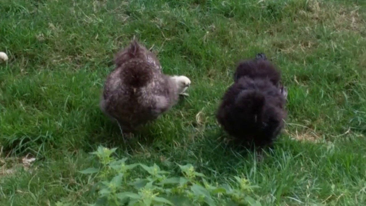 sortie des poussins
